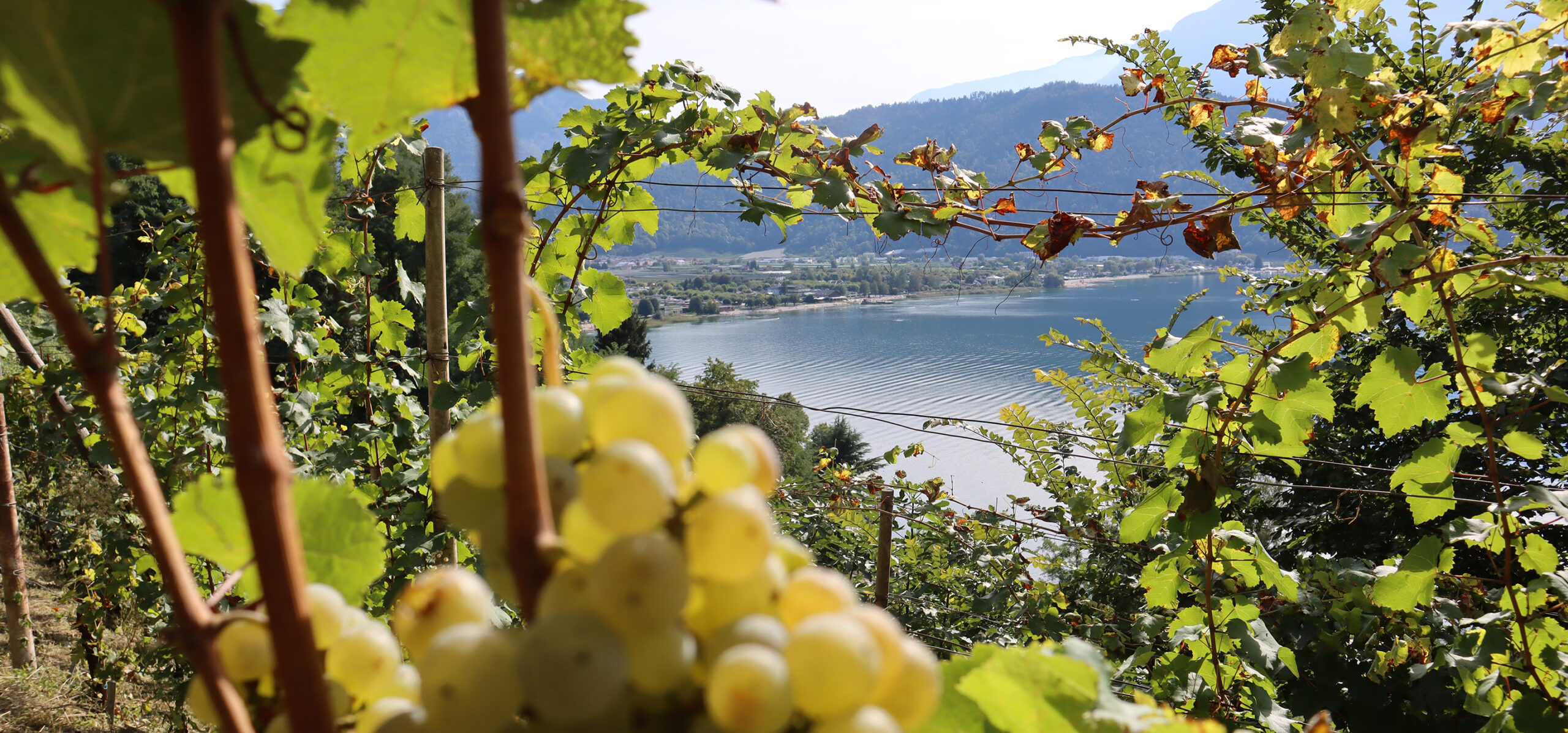 Cantina Michele Sartori