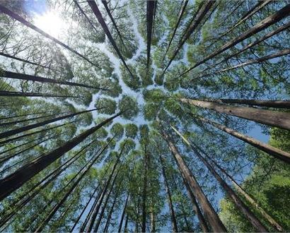 Riconnettersi: tra gli alberi nasce l'ascolto