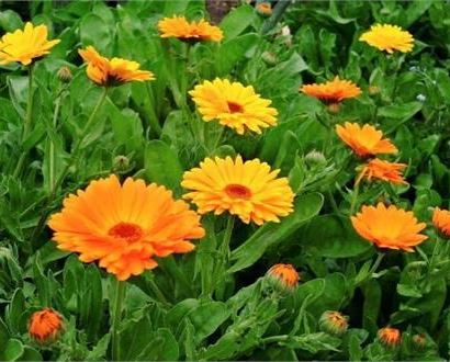 La calendula - Preparazione dell'unguento con Linda Martinello