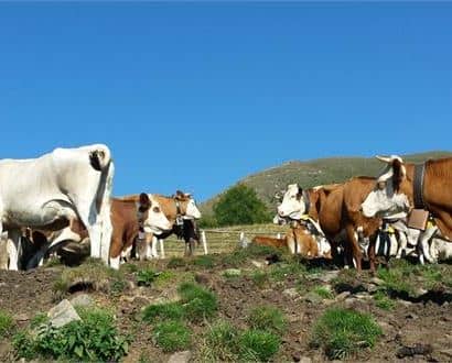 Cattle Show Competition