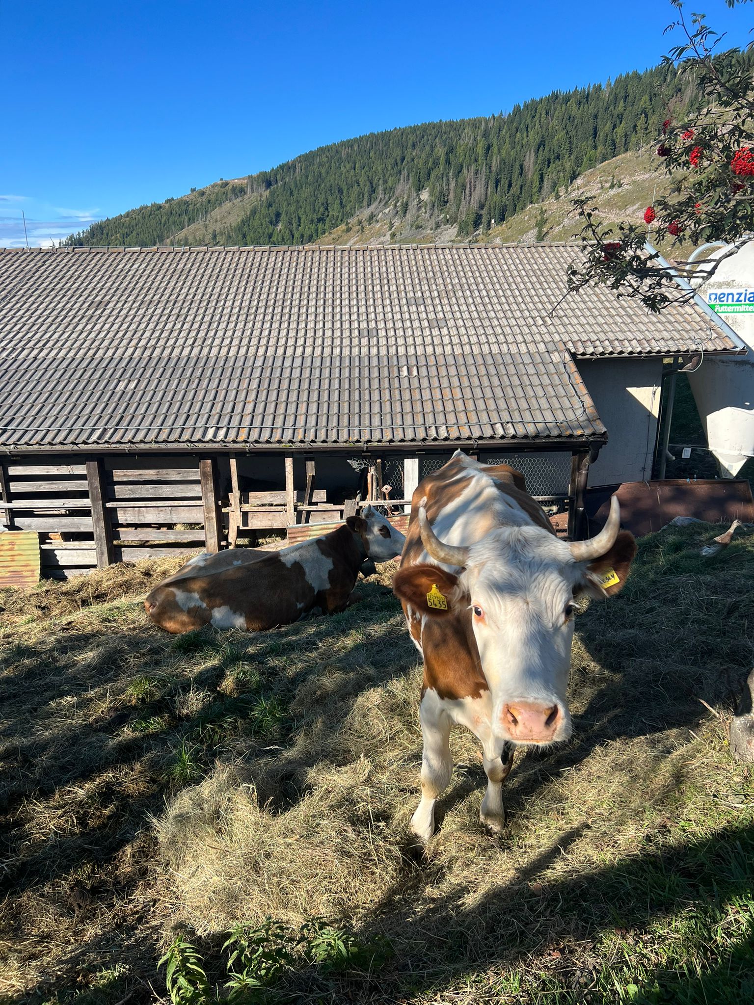 Malga Cambroncoi
