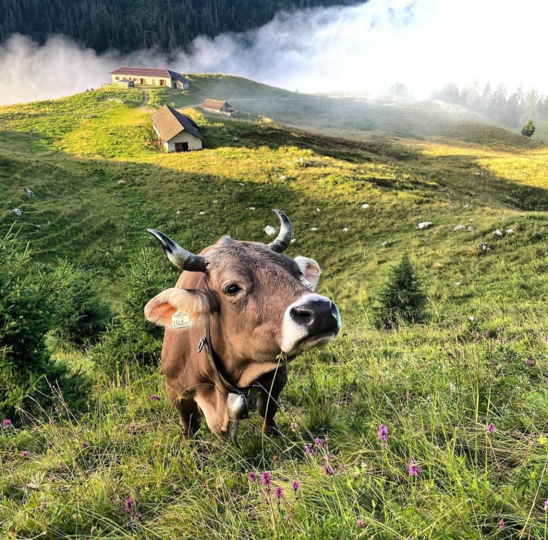 Malga Telvagola