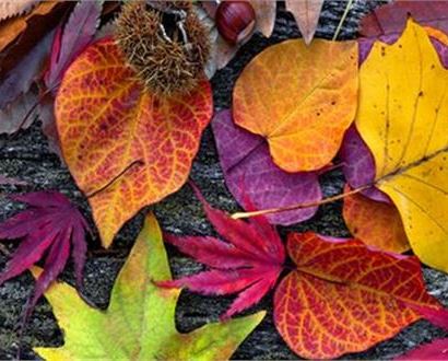 I colori dell'autunno - Attività per bambini e famiglie
